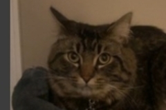   : Apollo
