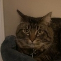   : Apollo