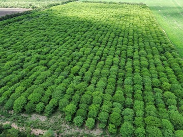 Venta: Servicios de forestación 