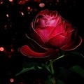 Selling: Rosier Love Spell