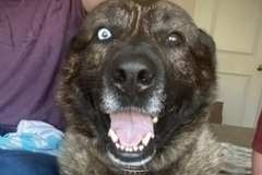   : Niko