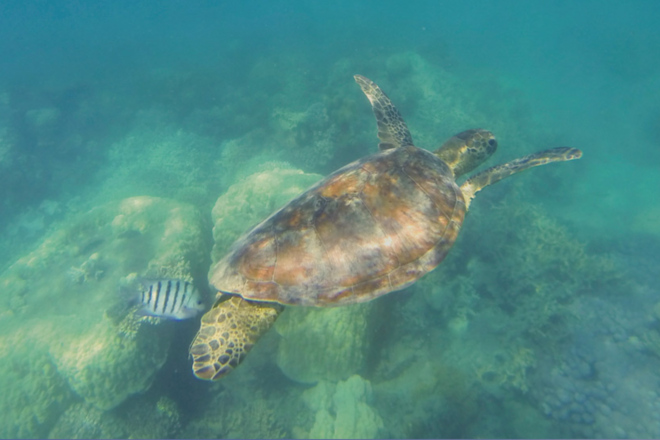 LOW ISLES SNORKELLING