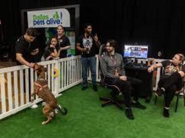 Looking for volunteers: Assistant Foster Director (Canine) - REMOTE