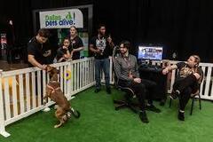 Looking for volunteers: Assistant Foster Director (Canine) - REMOTE