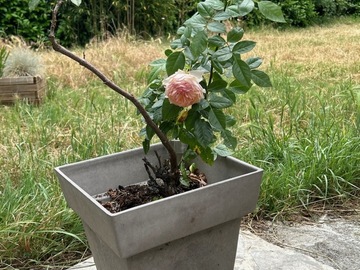 Vente: Rosier