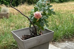 Vente: Rosier
