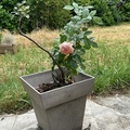 Vente: Rosier