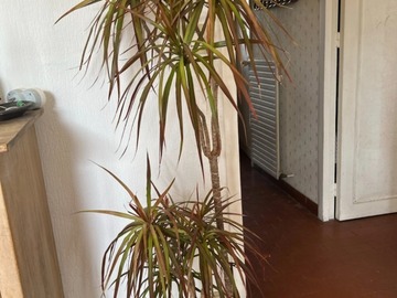 Vente: Plante dracaena