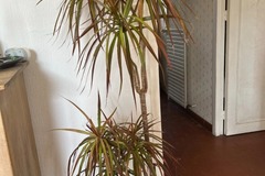 Vente: Plante dracaena