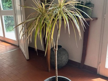 Vente: Plante dracaena