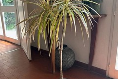Vente: Plante dracaena