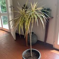 Vente: Plante dracaena