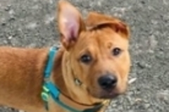   : Scrappy