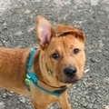   : Scrappy