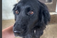   : Pepper