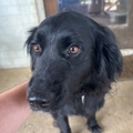   : Pepper