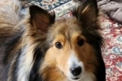   : Callie