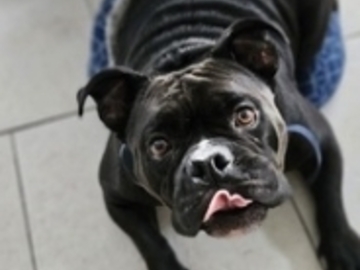   : Torro