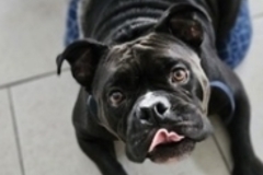   : Torro