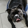   : Torro