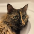   : Violet