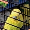   : Ollie