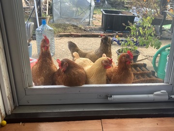 Selling with In-person Payment: Back yard chicken eggs (Chicopee, MA)