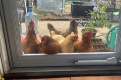 Selling with In-person Payment: Back yard chicken eggs (Chicopee, MA)
