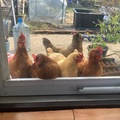 Selling with In-person Payment: Back yard chicken eggs (Chicopee, MA)
