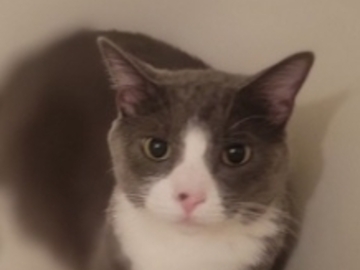  : Joba