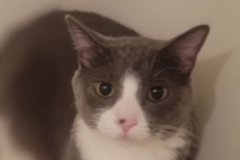   : Joba