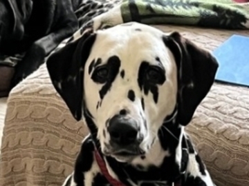   : Dottie