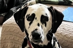   : Dottie