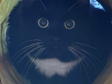   : Bug