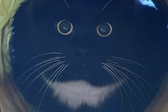   : Bug
