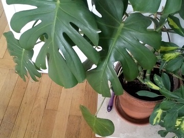 Vente: Plante exotique 