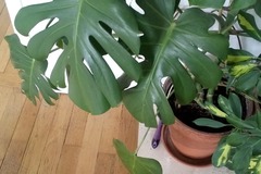 Vente: Plante exotique 