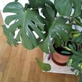 Vente: Plante exotique 