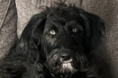   : Jack