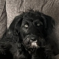   : Jack