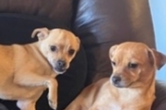   : Gigi and Georgie