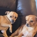   : Gigi and Georgie