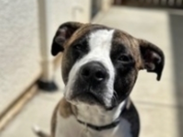   : Apollo