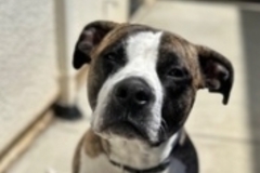   : Apollo