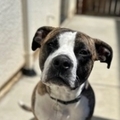   : Apollo