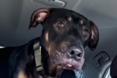   : Ollie