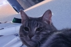   : Leo