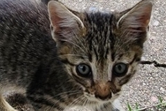   : Baby Kitten
