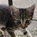   : Baby Kitten