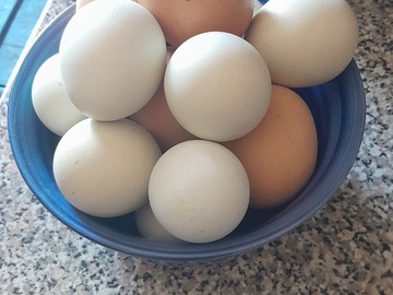 Selling with online payment: Fresh Large Chicken Eggs Brown and Blue